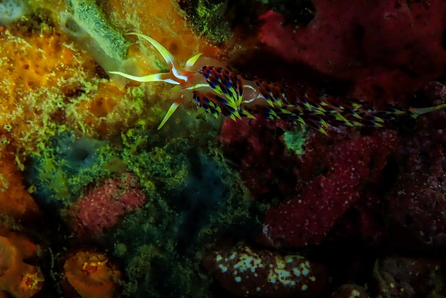 Marine life found around dive site