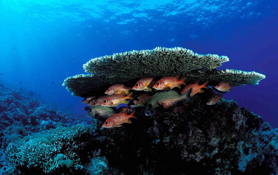 Dive Layang Layang Island