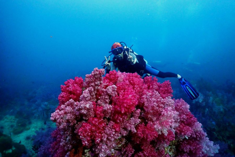  Dive the North and South of the Andaman Sea